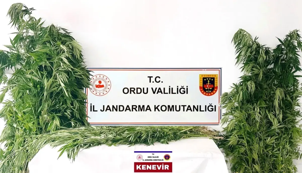 Ordu\'da Kenevir Operasyonu: 3 Tutuklama