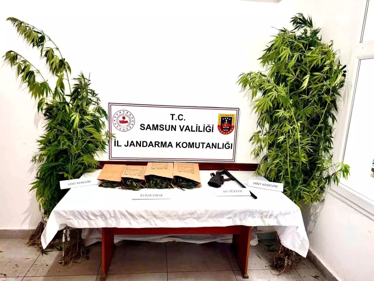 Samsun\'da Uyuşturucu Operasyonu: 51 Kök Kenevir Ele Geçirildi