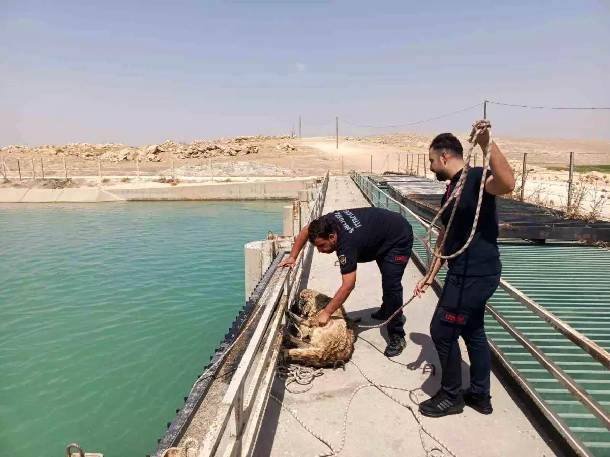 Köpek, İtfaiye Ekiplerince Kurtarıldı