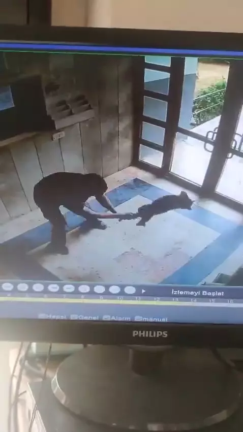 Sokak kedisini dakikalarca işkence ederek öldürdü