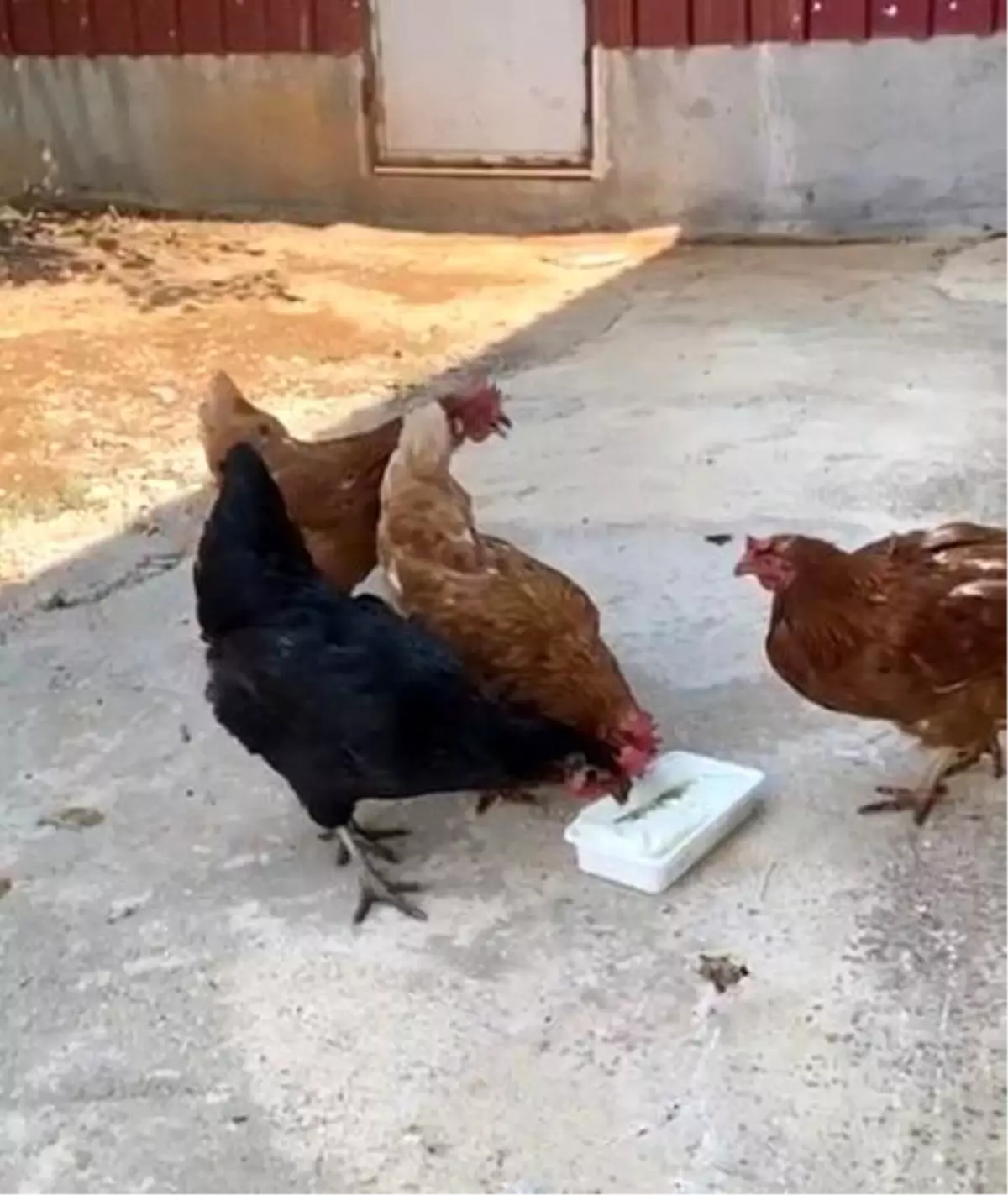 Tavuklar Maraş Dondurmasıyla Serinledi