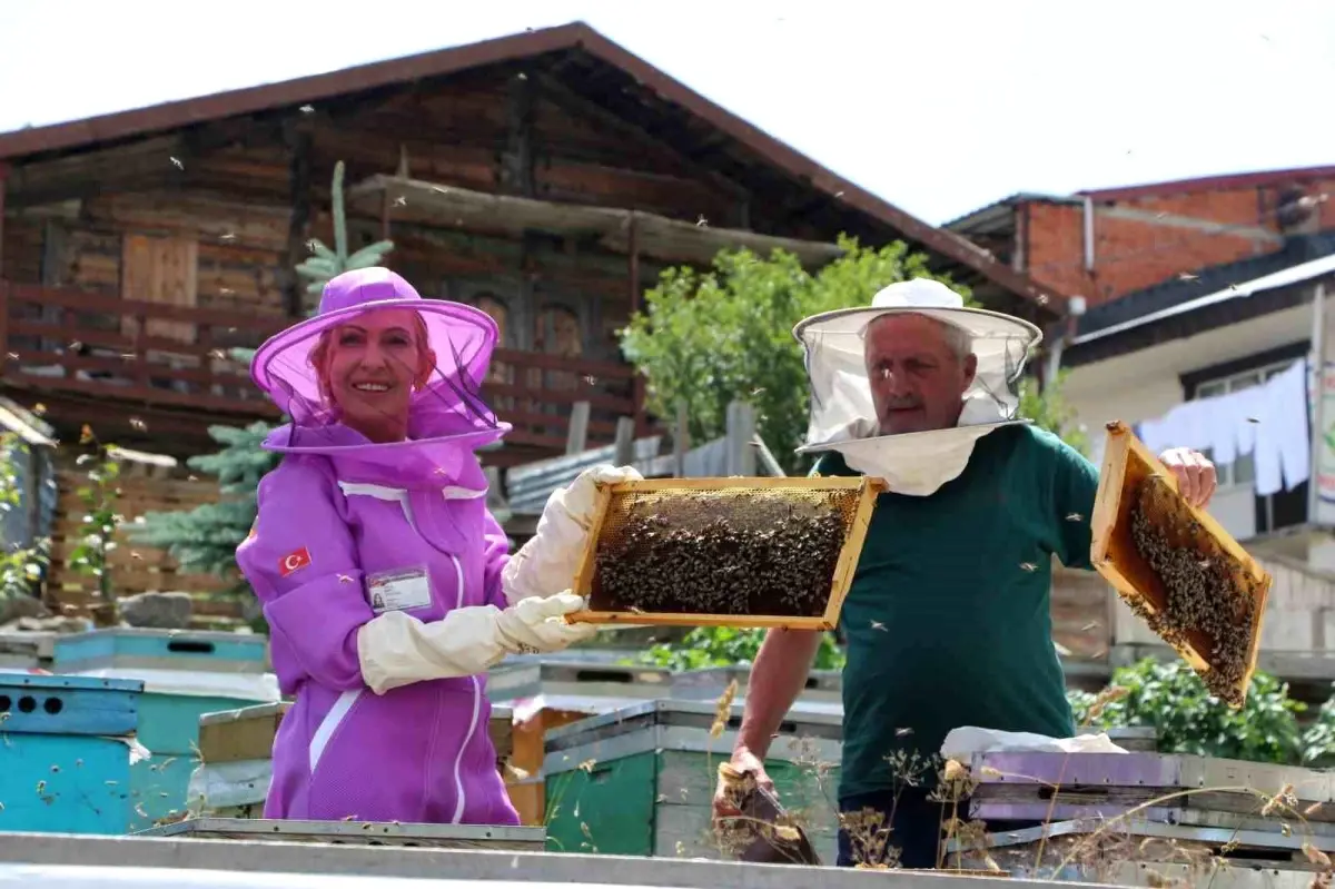 Anzer Balında Hasat Dönemi Başladı