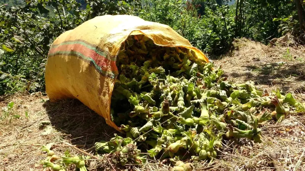 Giresun\'da Fındık Hasadı Başladı