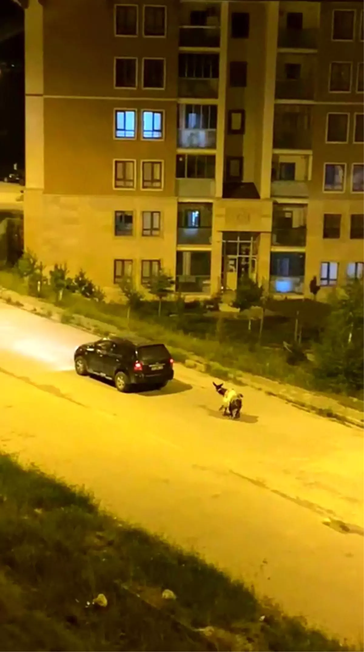 Kars\'ta eşeği arabaya bağlayıp, zorla sürükleyerek götürdüler