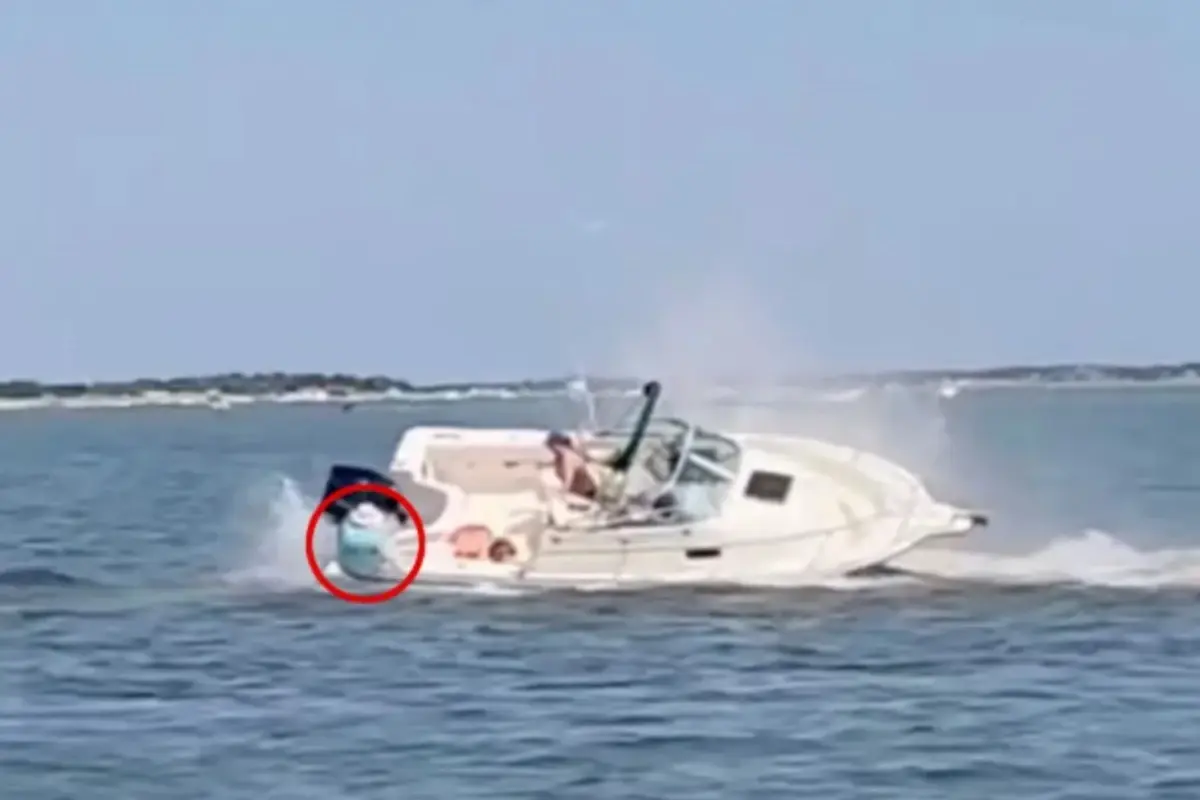 Şiddetli bir şekilde tekneye çarpan balina feci şekilde can verdi