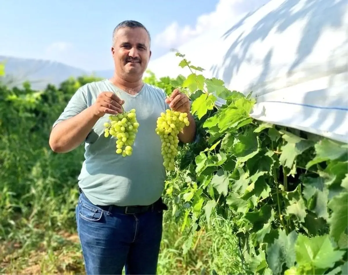 Sarıgöl\'de Sultaniye Üzüm Hasadı Başladı