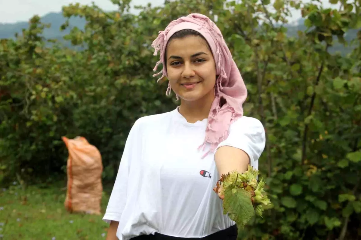 Fındık Hasadı Ordu\'da Başladı