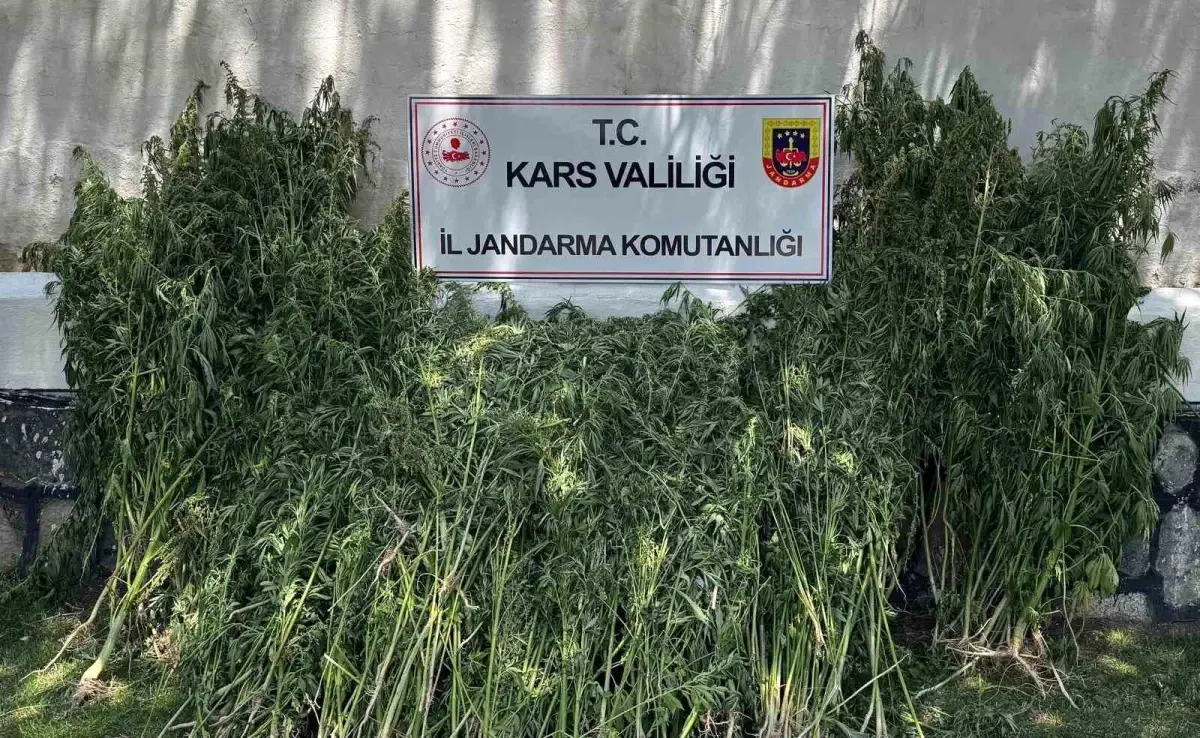 Kars\'ta Uyuşturucu Operasyonu: 42 Bin Kök Kenevir Ele Geçirildi