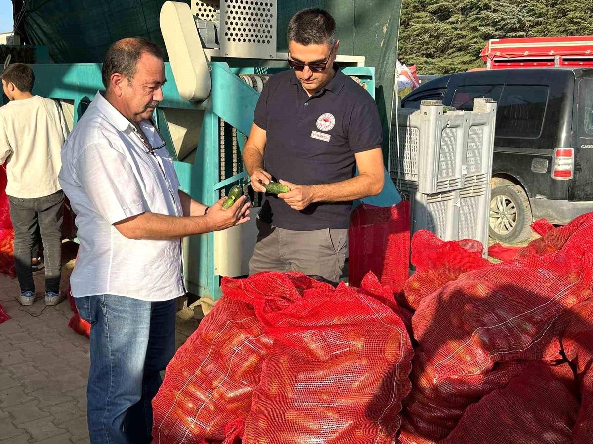 Kornişon Salatalık Kontrolleri Devam Ediyor