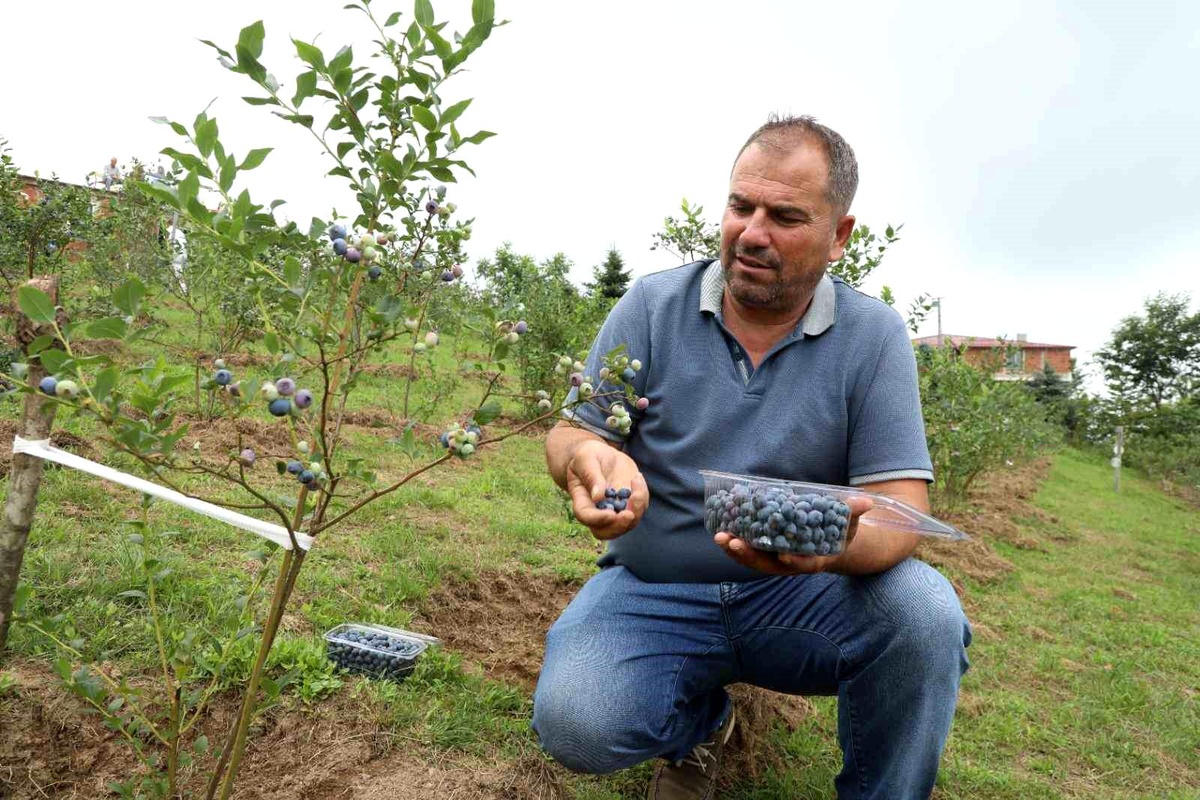 Ordu\'da Mavi Yemiş Hasadı Başladı, Üreticiler Yüzde Yüz Memnun