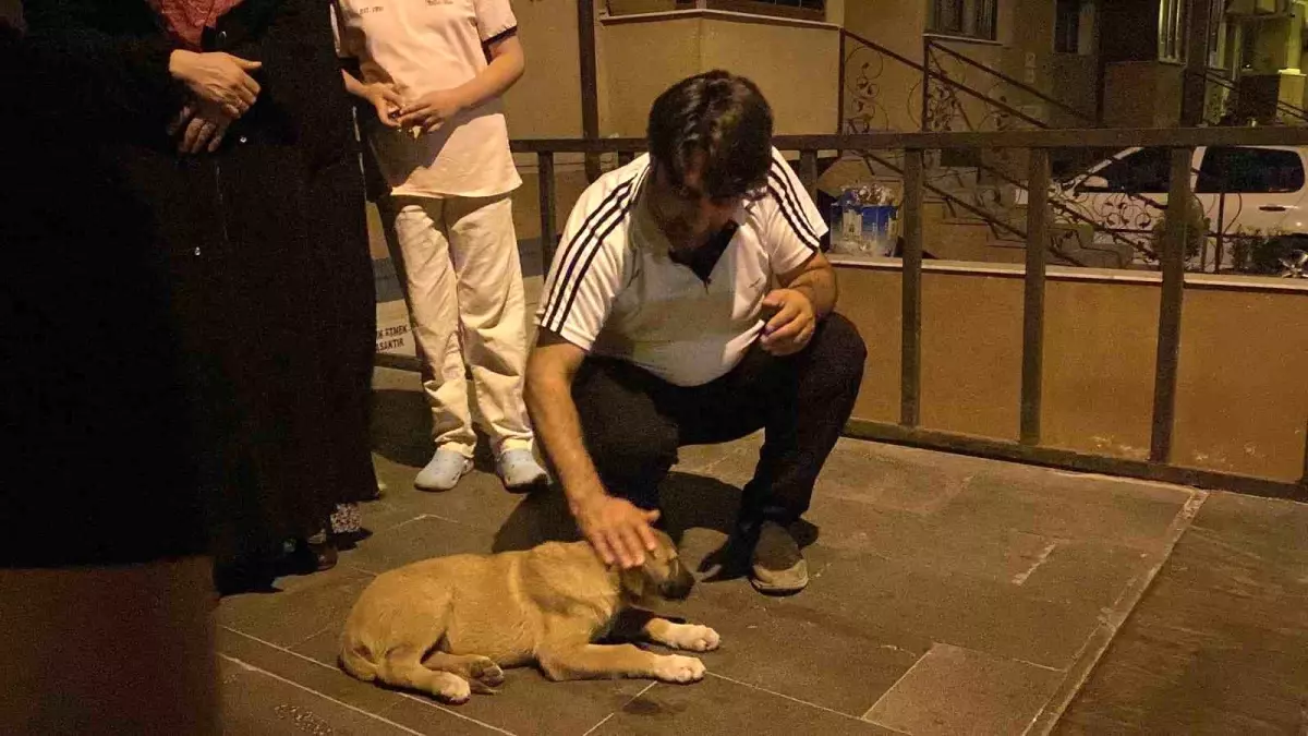 Eskişehir\'de Yaralı Köpeğe Mahalleli Sahip Çıktı