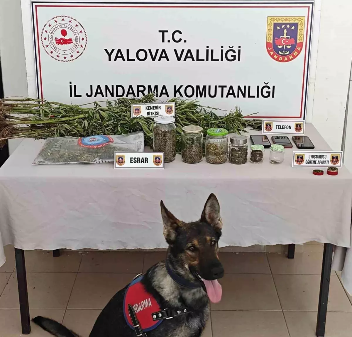 Yalova\'da Yasa Dışı Kenevir Ekimi Operasyonu