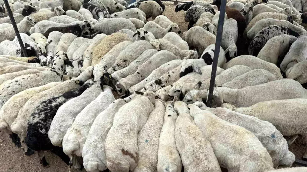 Adana\'da Şap Hastalığı Tespit Edildi