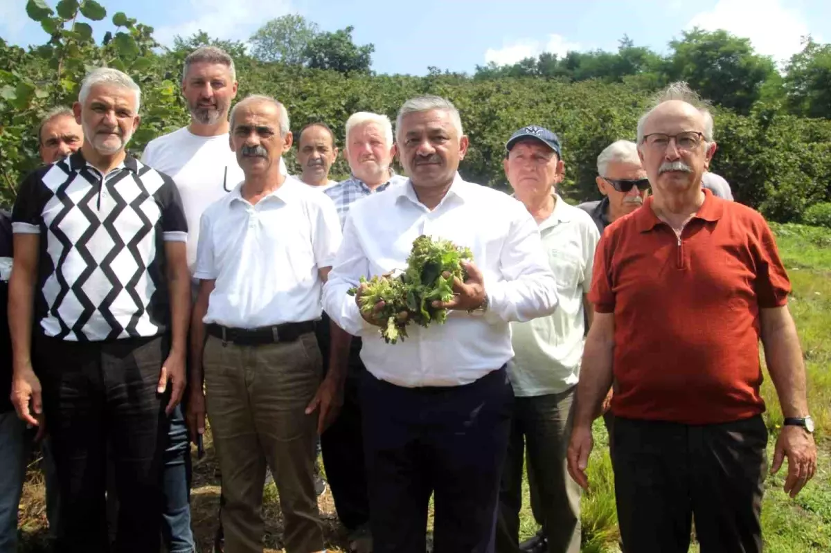 Fındık Fiyatı Tabanı Belirlendi