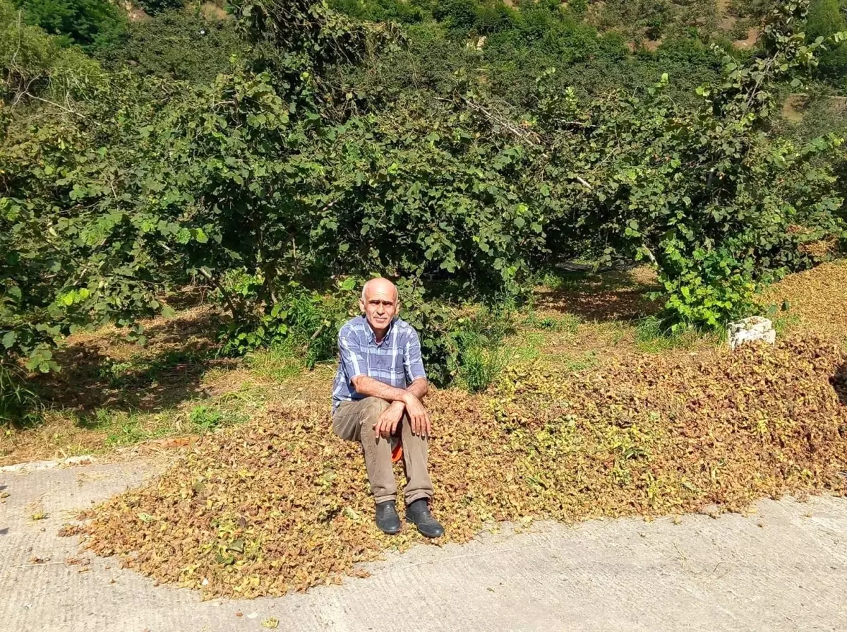 Fındık Fiyatları Yükselecek