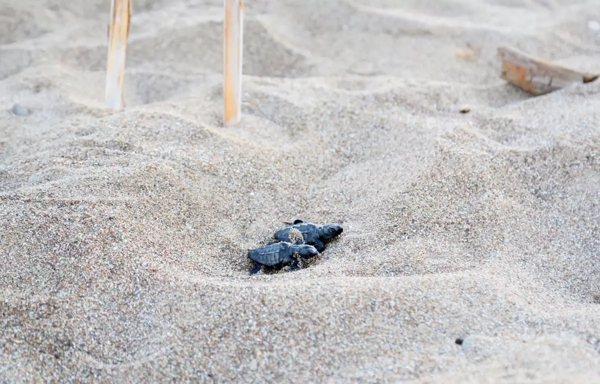Caretta Yavruları Denizle Buluştu