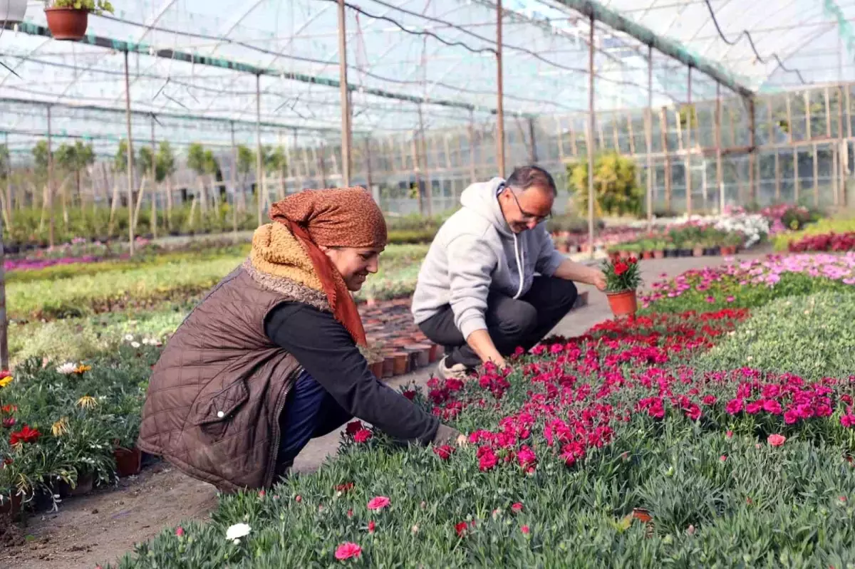 Muğla\'da Alım Garantili Çiçek Üretimi İle Ekonomi Destekleniyor