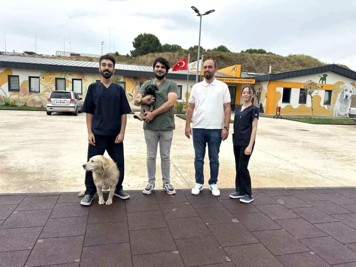 Zifte Bulanmış Yavru Köpek \'Zift\', Rehabilitasyon Merkezinde Sağlığına Kavuştu
