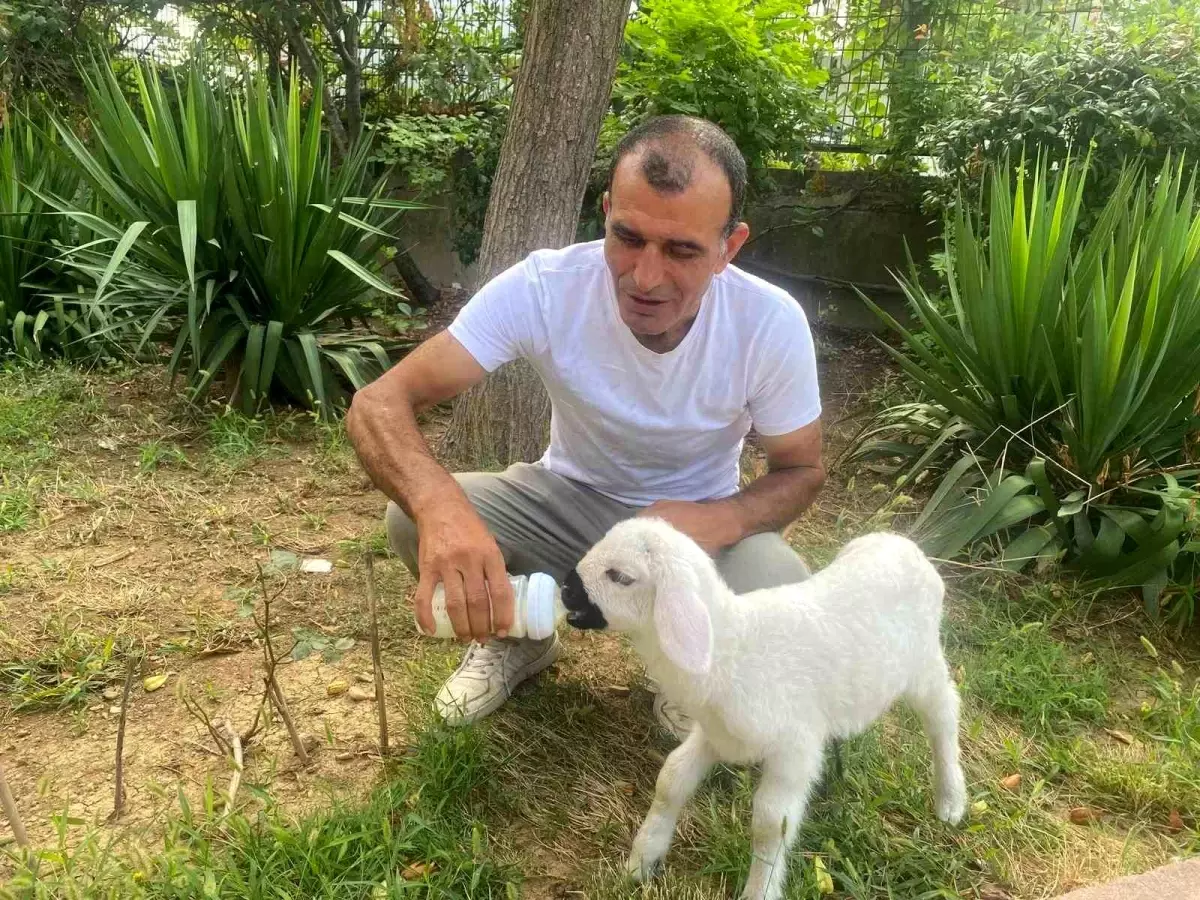 Yavru Kuzuyu Evladı Gibi Besliyor
