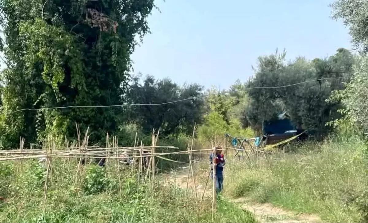 Yaşlı çiftçi tarlasında ölü bulundu! Korkunç olayda, "domuz saldırısı" şüphesi