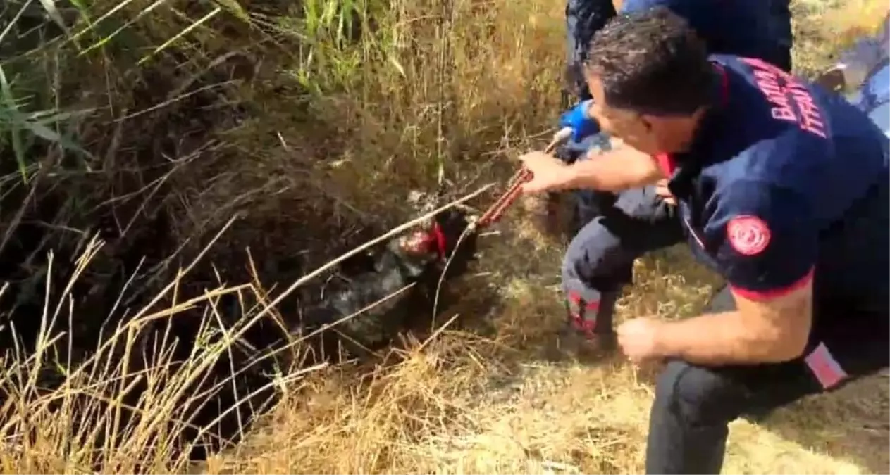 Batman\'da Kuyuya Düşen Keçi İtfaiye Ekiplerince Kurtarıldı