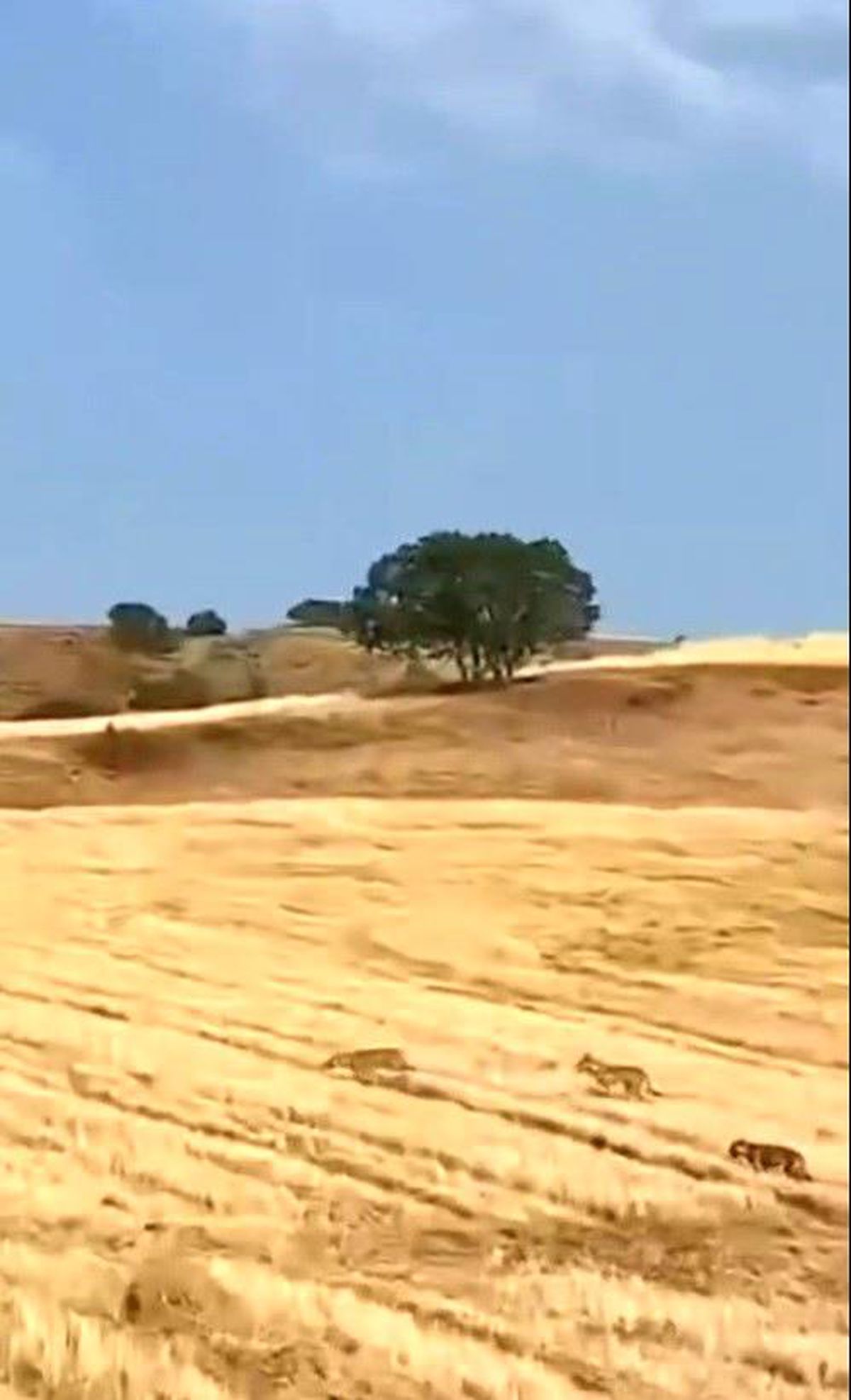 Çobanın Kurt Saldırısına Zamanında Müdahalesi