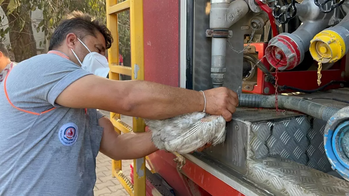 Yangında Tavukları Kalan Civir\'in Acısı