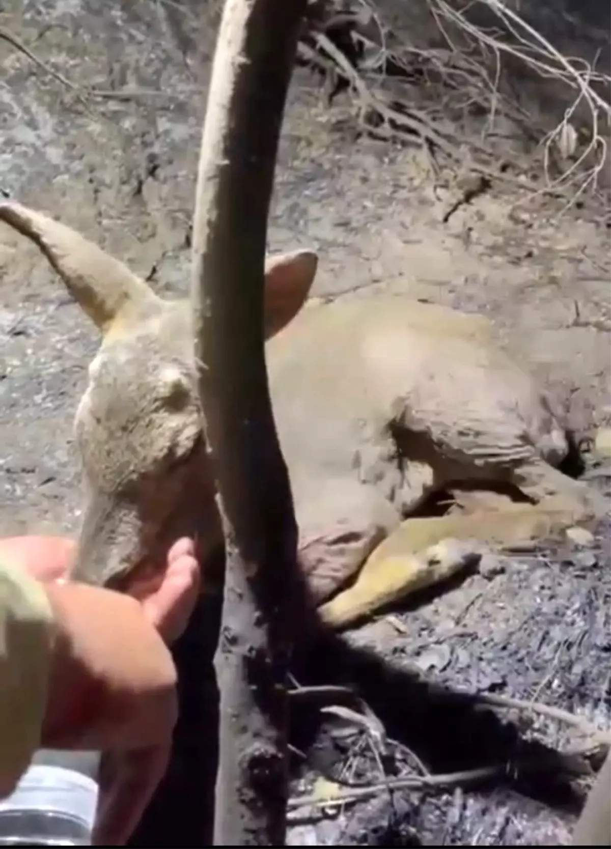 Çanakkale\'de Yangın Kontrol Altına Alındı