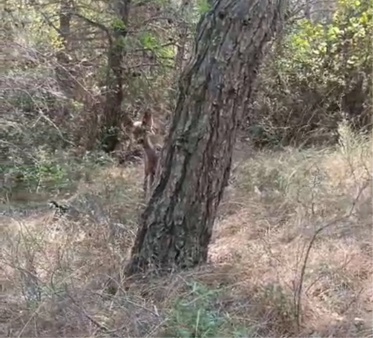 Yangında Yaralı Ceylan Kurtarıldı