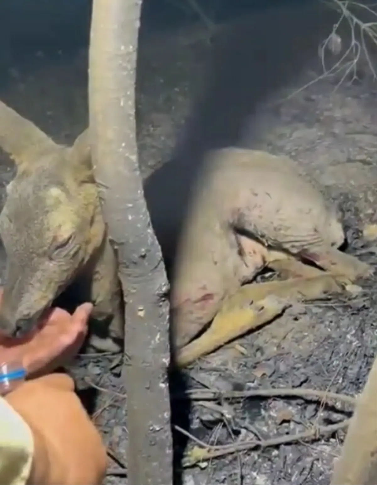 Çanakkale\'de yürekleri parçalayan görüntü