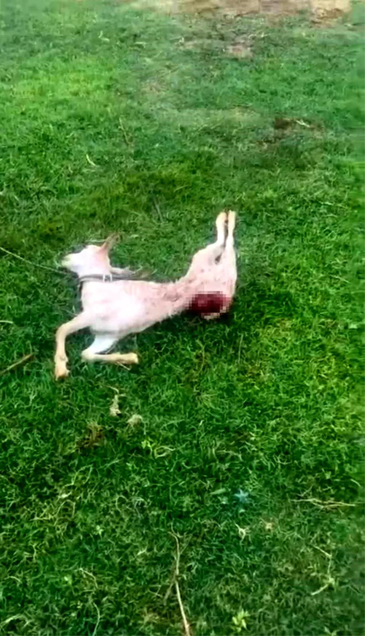 Kızıltepe\'de Sokak Köpekleri İki Keçiyi Telef Etti