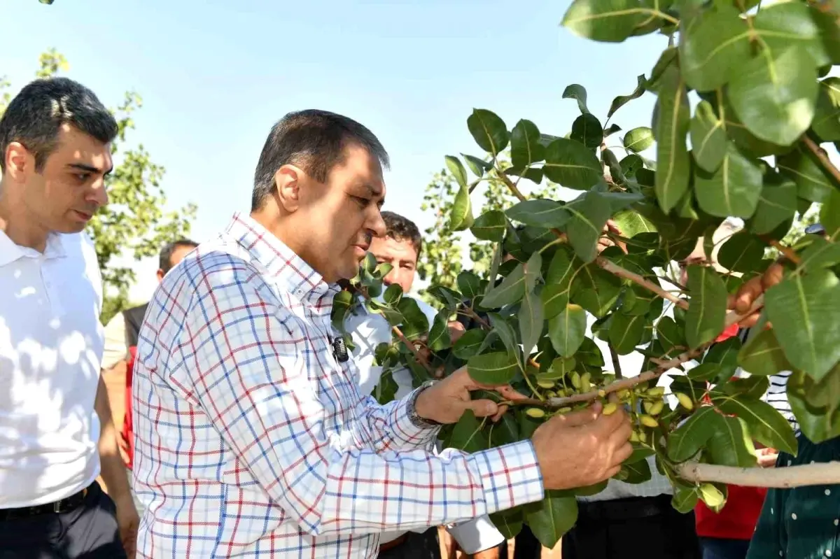 Şanlıurfa\'da Boz Fıstık Hasadı Başladı