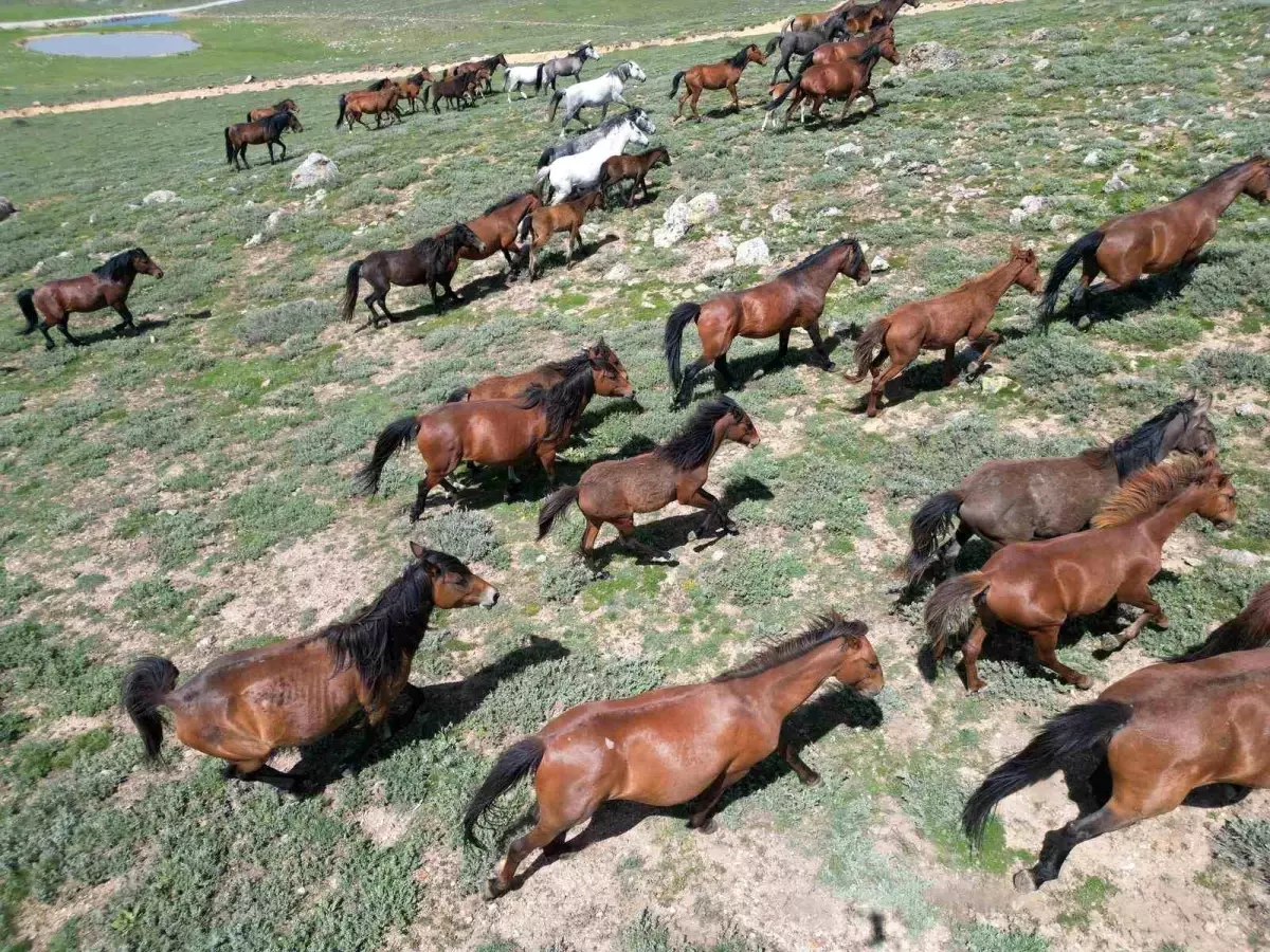 Yılkı Atlarının Büyüleyici Görüntüleri