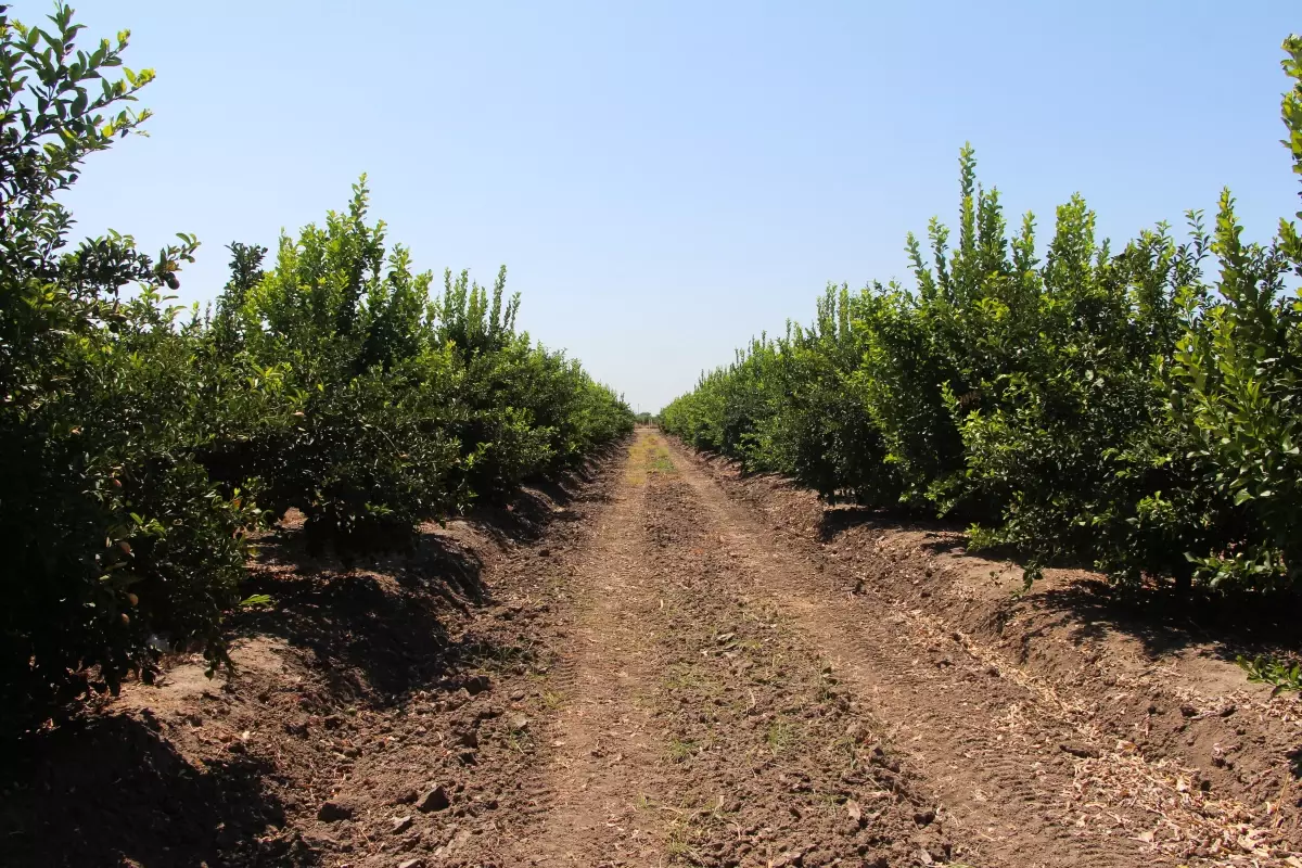 Adana\'da Limon Hasadında Büyük Kayıplar