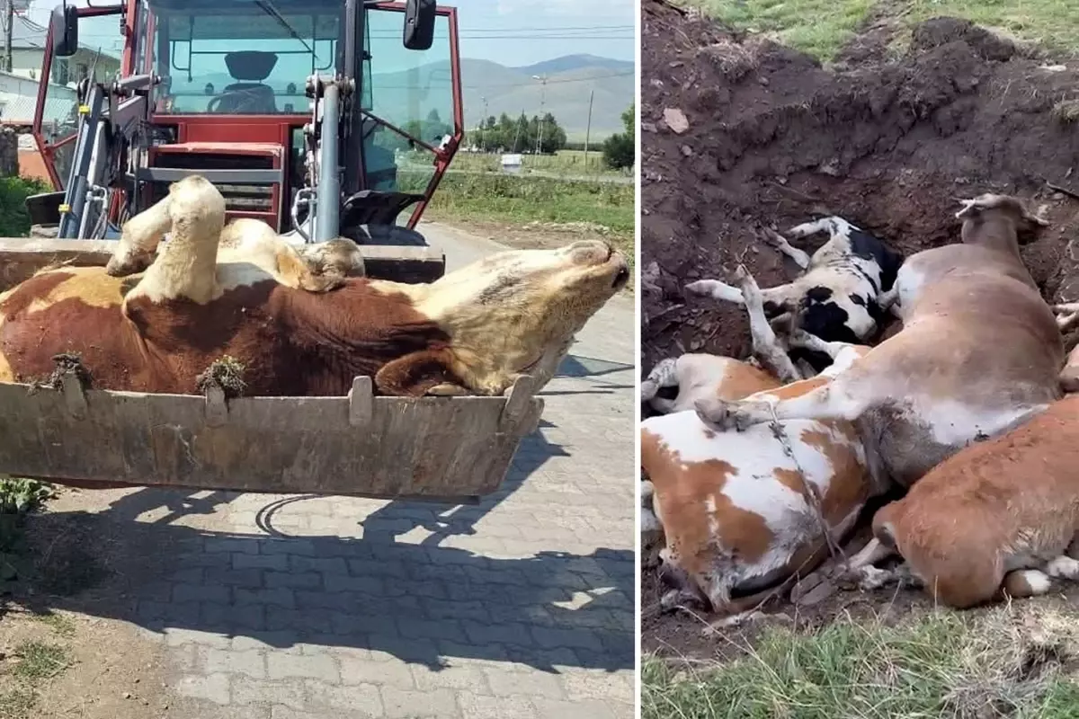 Ardahan\'ın sessiz çığlığı! Ölen hayvan sayısı korkunç boyutlara ulaştı