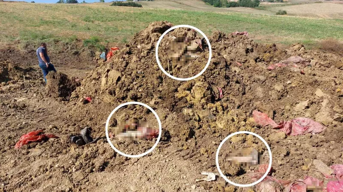 Samsun\'da Mezarlıkta Drenaj Çalışması Sırasında İnsan Ayakları Bulundu