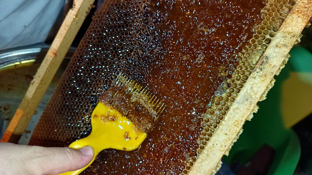 Ordu\'da Bal Hasat Sezonu Başladı, Rekolte Düşüyor