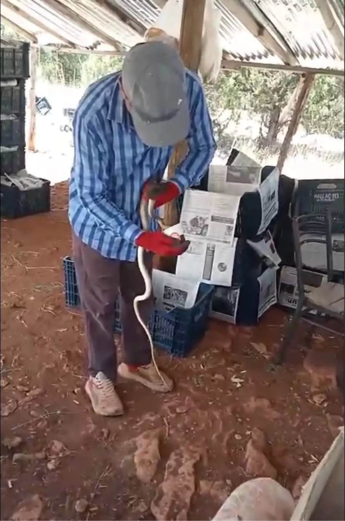 Çiftçiden Yılanda Şefkat
