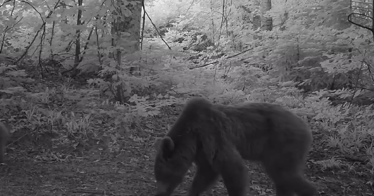 Bursa\'da Bozayı ve Yavruları Fotokapana Yansıdı