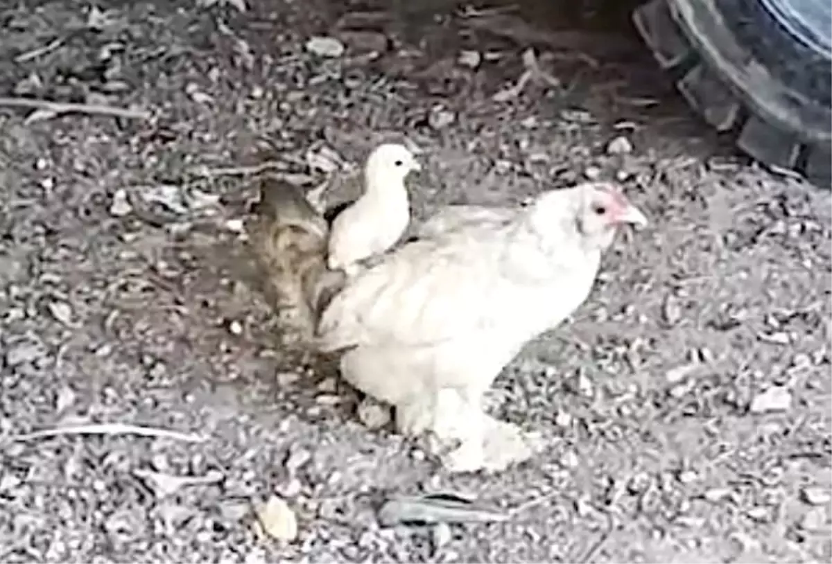 Tamirci Dükkanındaki Civciv Eğlencesi