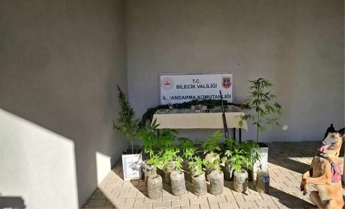 Bilecik\'te Yasa Dışı Kenevir Operasyonu