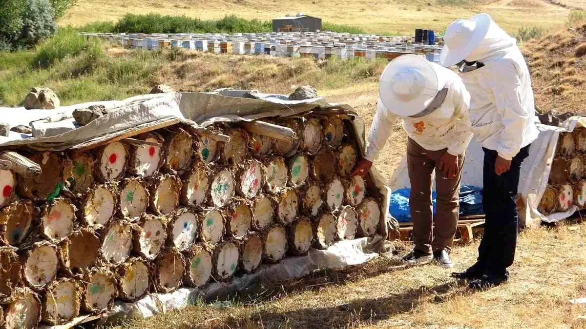 Küresel Isınma Arıcılığı Tehdit Ediyor