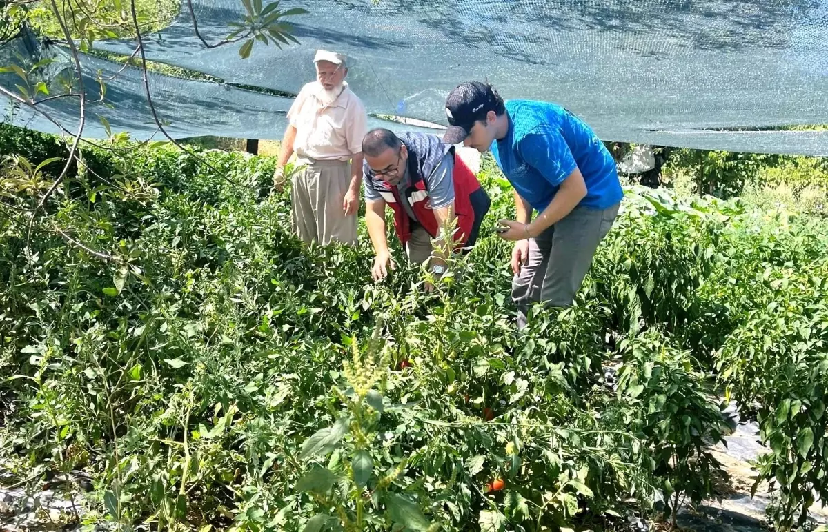 Kütahya\'da Fideler Kontrol Edildi