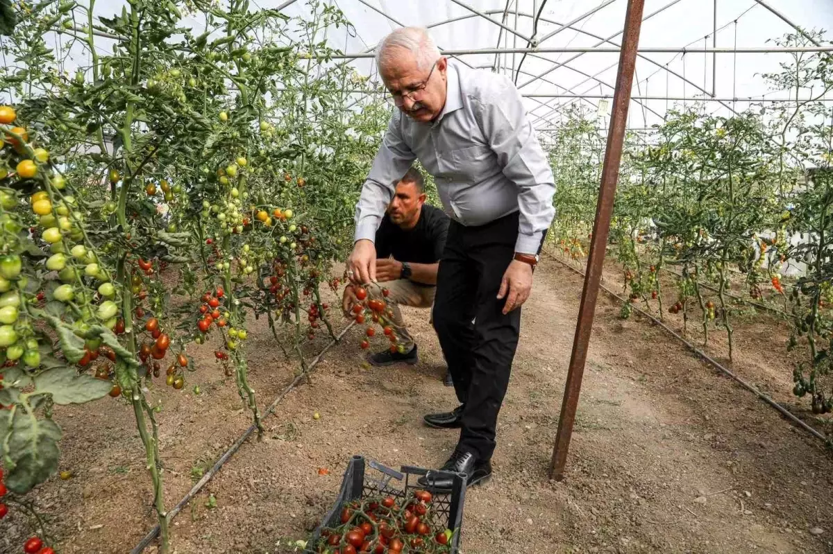 Van\'da Ata Tohumlarıyla İlk Hasat Gerçekleştirildi
