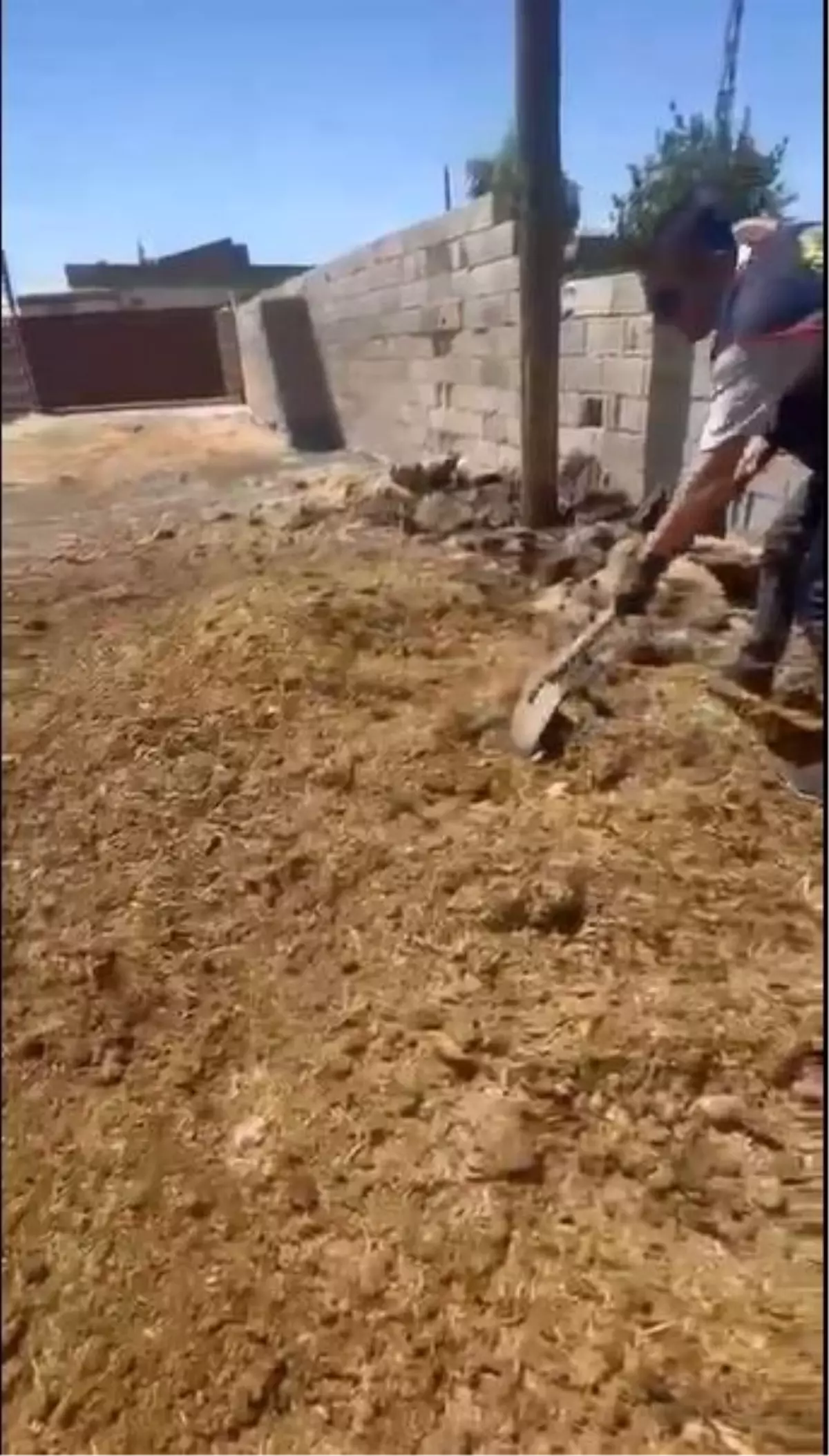 Kardeşler Altın Kasa Çaldı