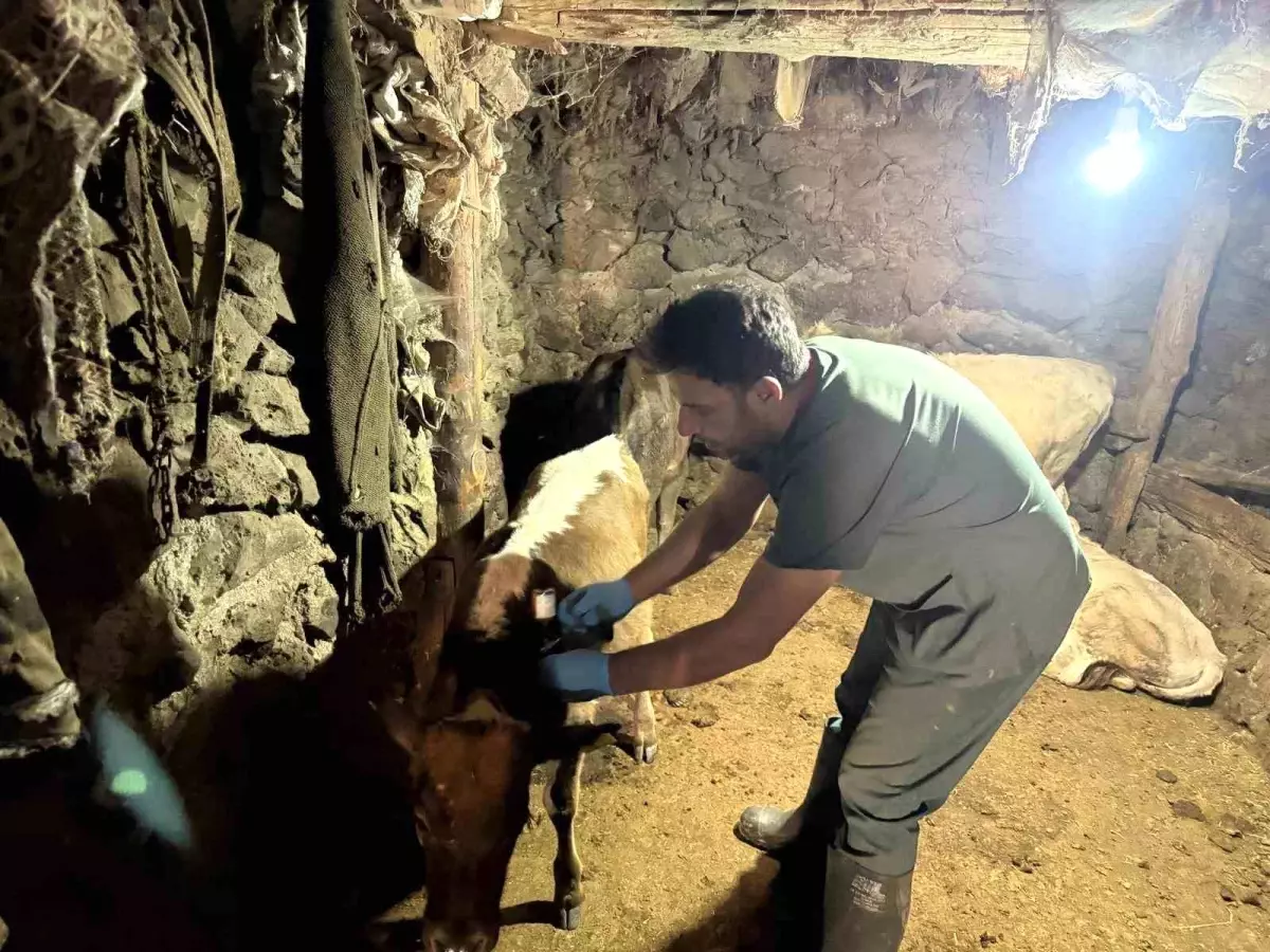 Ağrı\'da Şap Hastalığına Karşı Aşılama Devam Ediyor