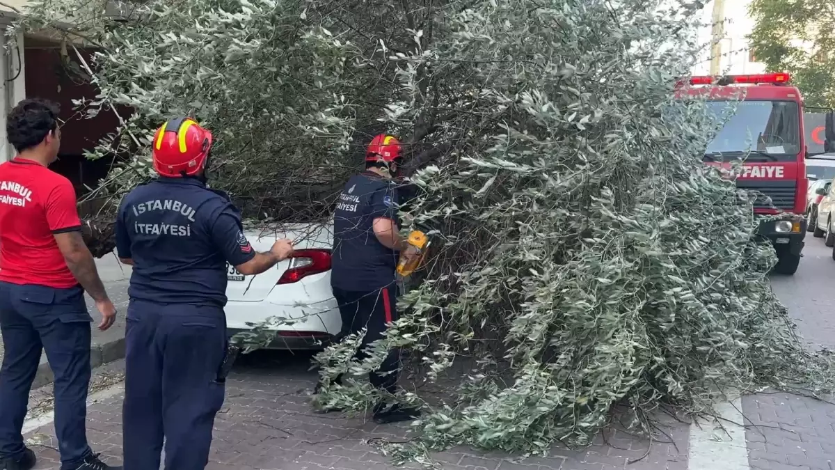 Avcılar\'da Şiddetli Rüzgar Ağaçları Devrildi