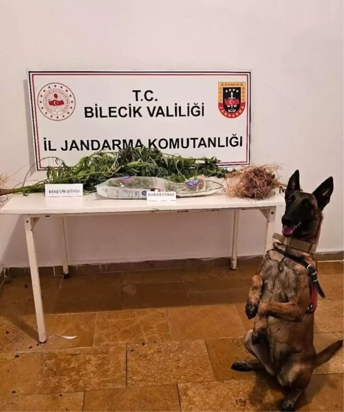 Bilecik\'te Yasa Dışı Kenevir Operasyonu