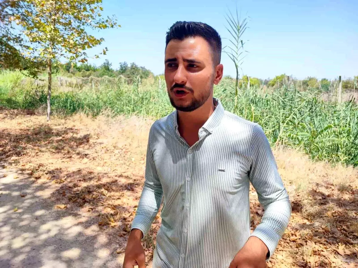 Domuzları Köpek Gibi Kovaladı