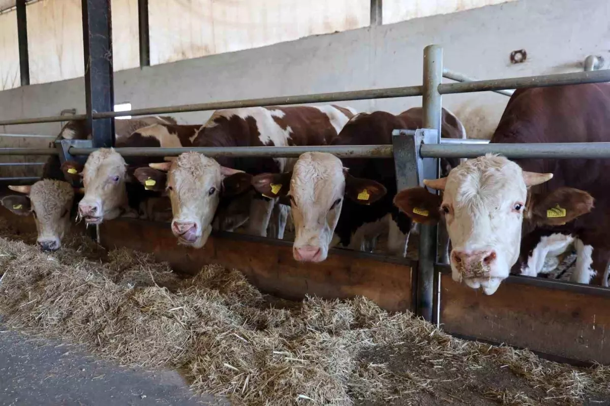 Şap Hastalığına Dair Açıklamalar